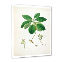 DesignArt 'drevni botanički proizvodi v' Farmhouse uokvireni umjetnički tisak