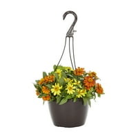 Iskusni vrtlar 1,5 g narančaste i žute cinije promjera 12 inča, živa biljka s visećom košarom