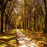 Drveće u vrtu, plantaža Boone Hall, Mount Pleasant, Charleston, Južna Karolina, SAD tiskanje plakata