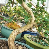 Brussels tea bonsai Fukien-srednji -