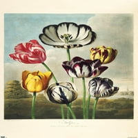 Tulipani sa zidnog plakata hram flore, 14.725 22.375