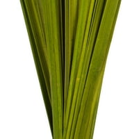 Vickerman 36-40 hrpa biljke sable bosiljka, osušena