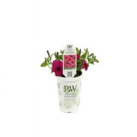 Pakiranje od 4 komada, 4 inča. Grand Supertunia Kraljevska ljubičasta živa biljka, ružičasto-ljubičasti cvjetovi