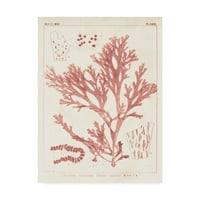 Antikne koralne morske alge I 'Canvas Art by Vision Studio