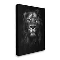 Stupell Home Decor Collection King of the Jungle Lion u Shadows crno -bijeloj fotografiji platna zidna umjetnost